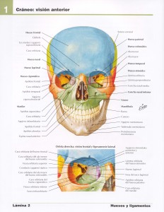 Henri Rouvire - Anatoma Humana - 11va Edicin - Tomo Ipdf