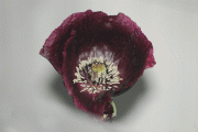 IPB Image